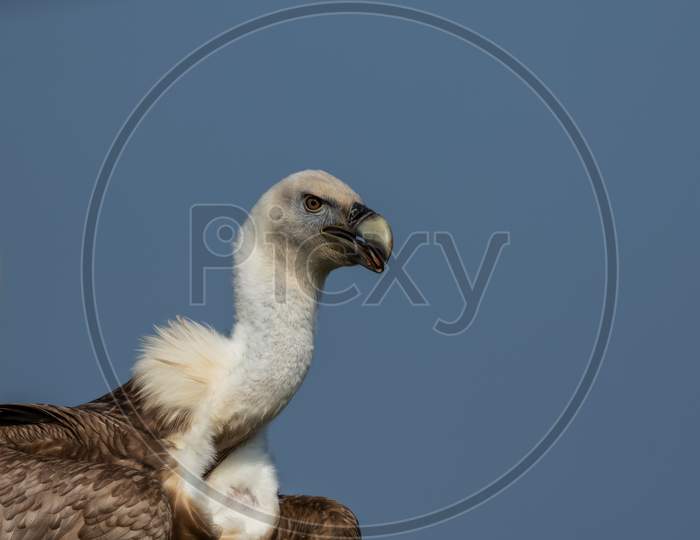 Isolated White Backed Vulture, Gyps africanus, against a blue sky