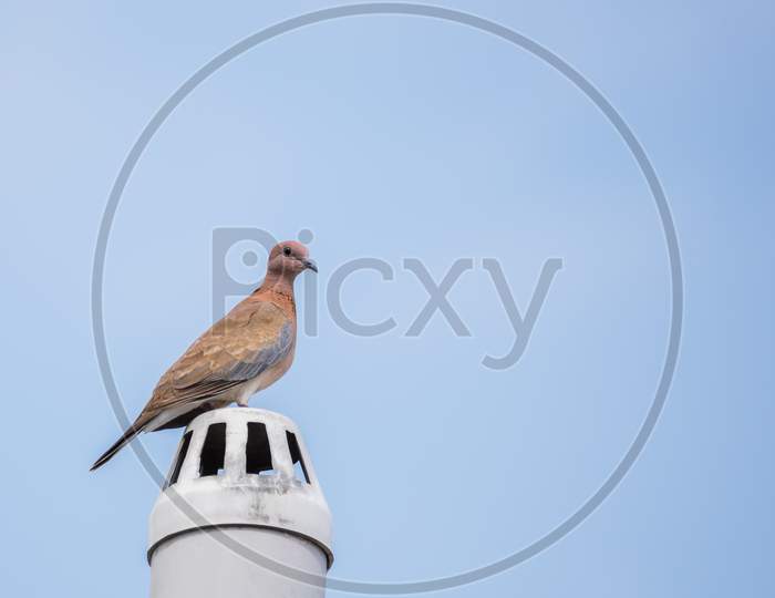 Laughing Dove (Streptopelia Senegalensis) Perched On An Exhaust Pipe