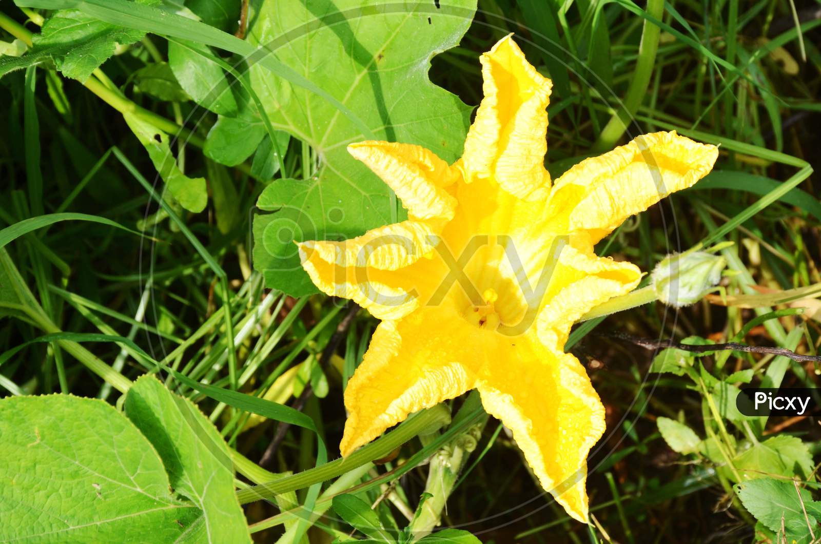 the yellow pumpkin flower with green leaves and vine.