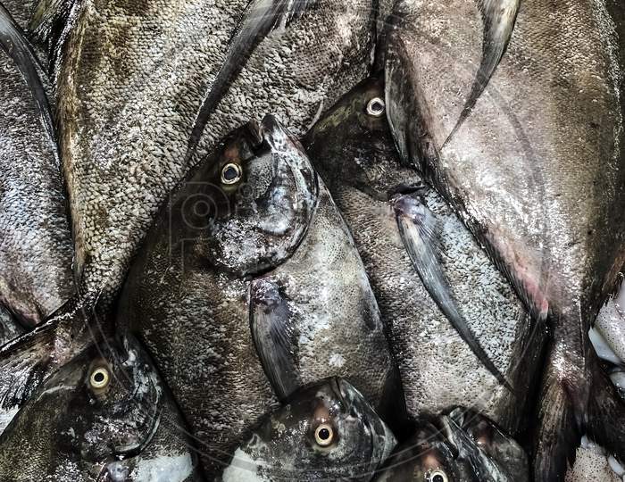 Big Size Pomfret In Abu Dhabi Fish Market