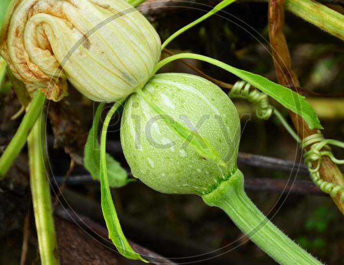 the small green ripe pumpkin with leaves and vine.
