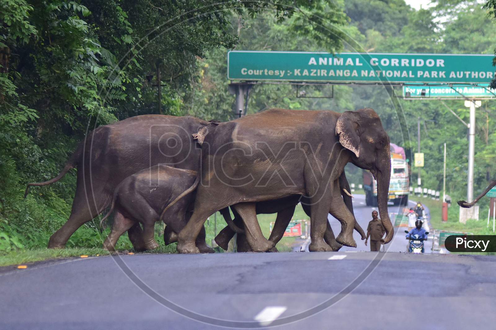 A herd of elephants crosses a National Highway to escape the floods in the Kaziranga National park in Nagaon, Assam on July 16, 2020