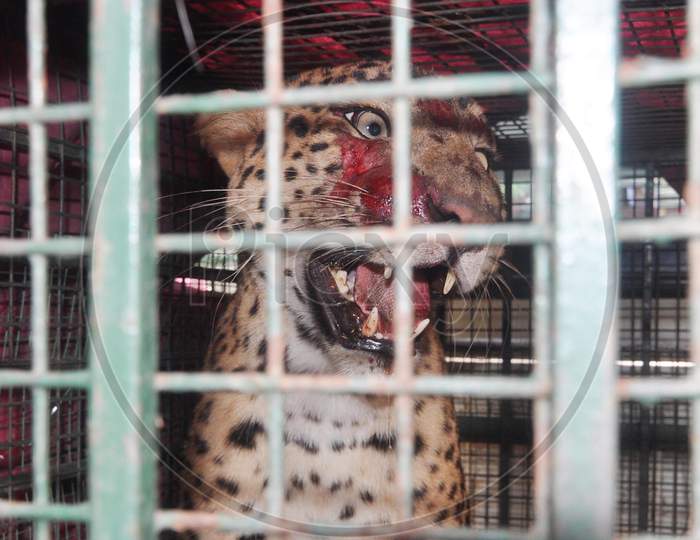 Forest officials cage a two-year-old leopard after they rescued it at Kamrup, Assam on July 17, 2020