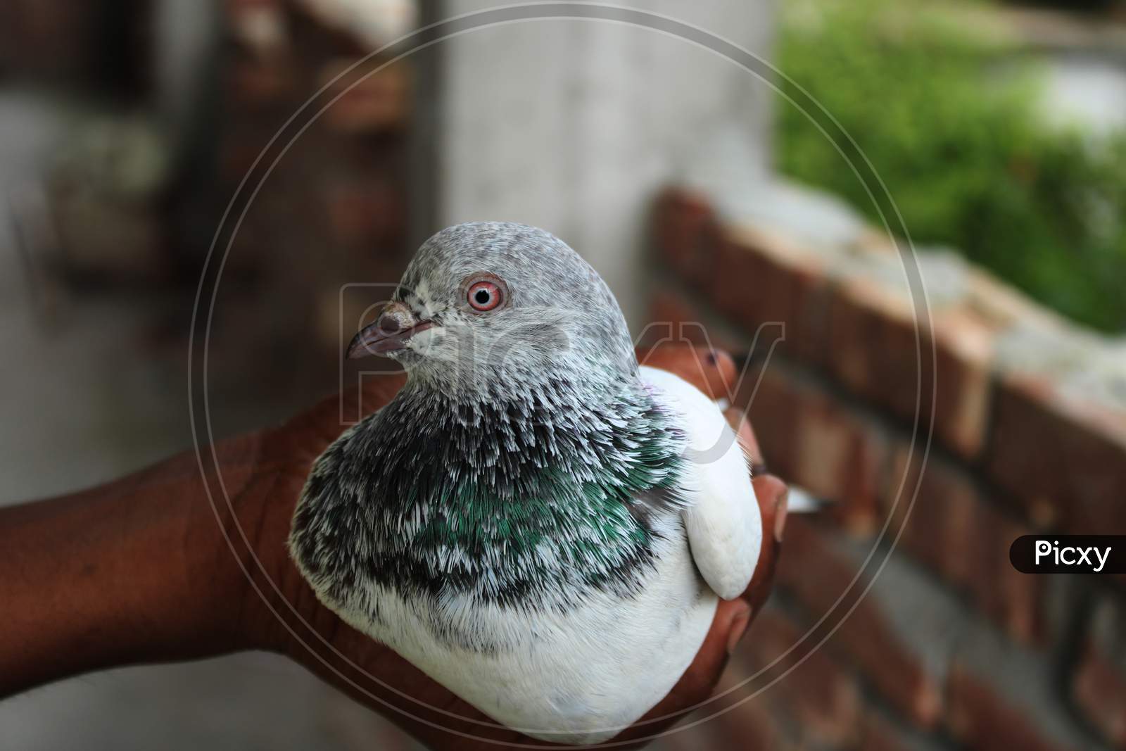Pigeon closeup photo capture with natural background