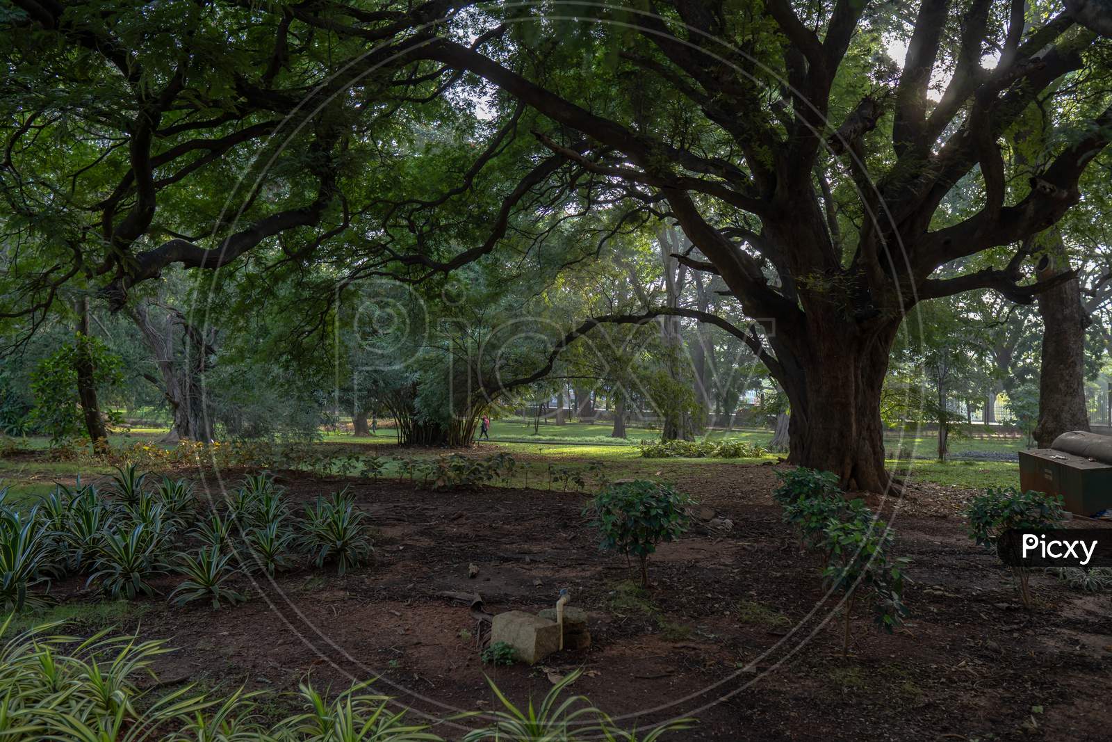 Water Pipe In A Big Tree In Cubbon Park At Morning