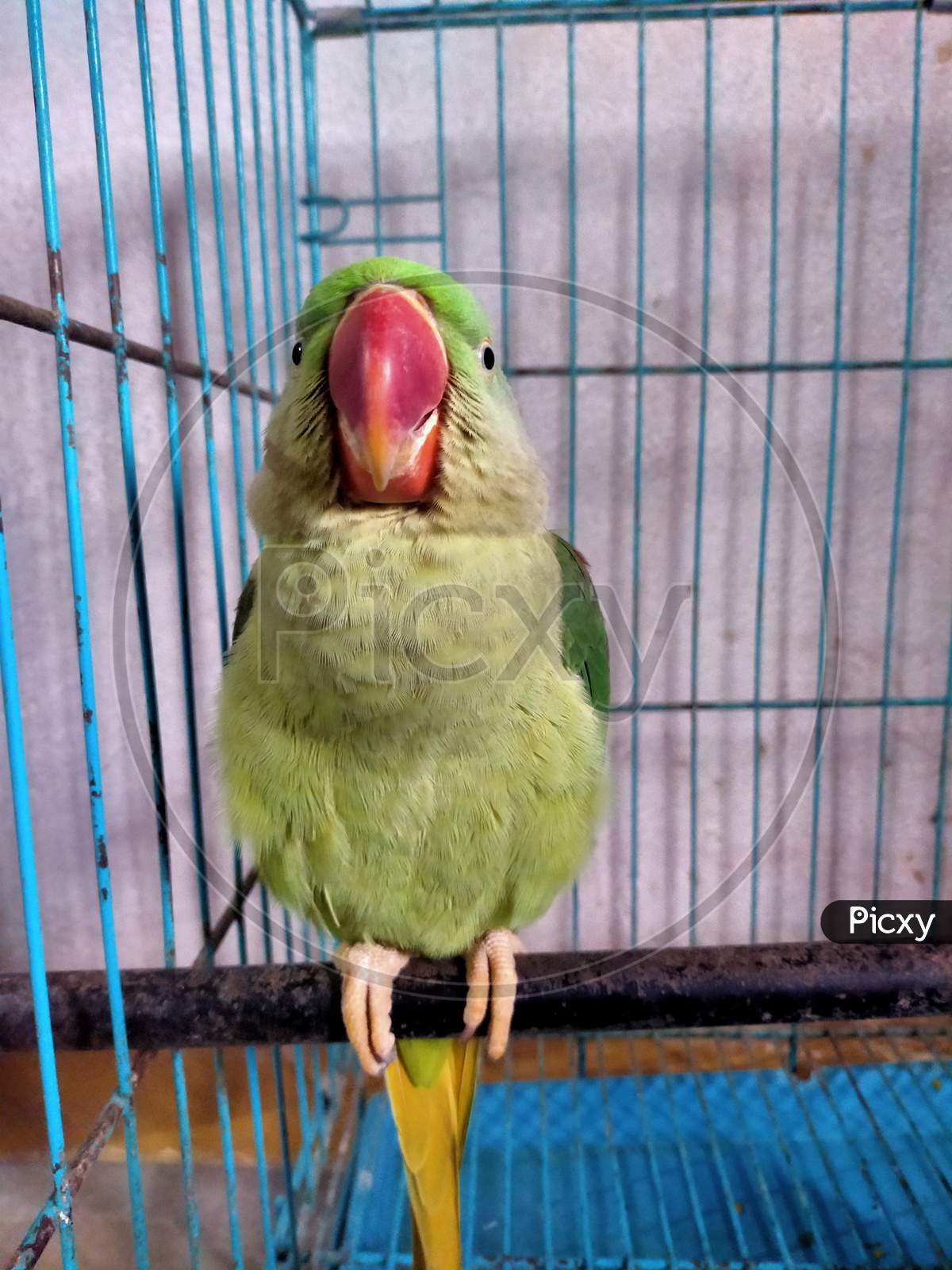 indian green parrot in cage