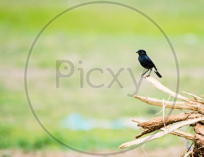 Black Pied Bushchat (Saxicola Caprata) Perched On A Wooden Stump With Green Grassy Background