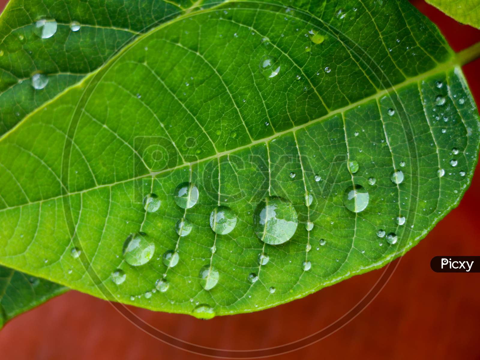 Water Droplets On Green Leaves As Background