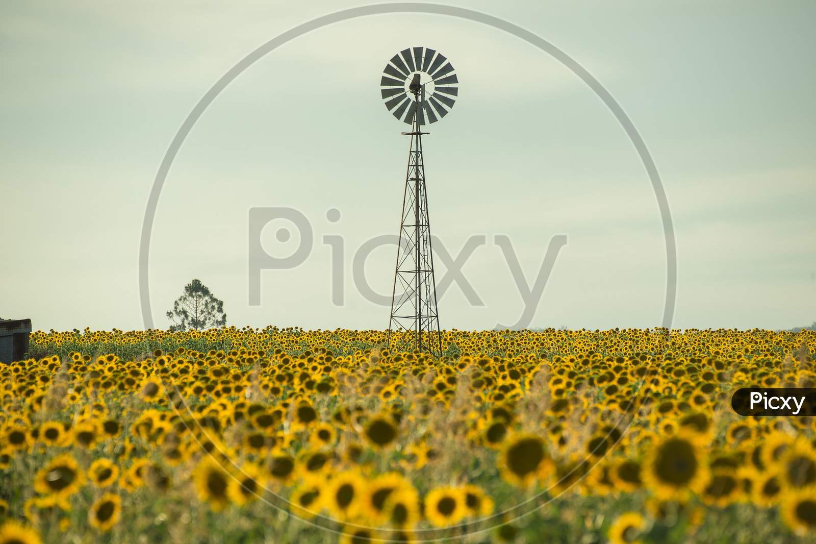 Sunflower and Wind mill