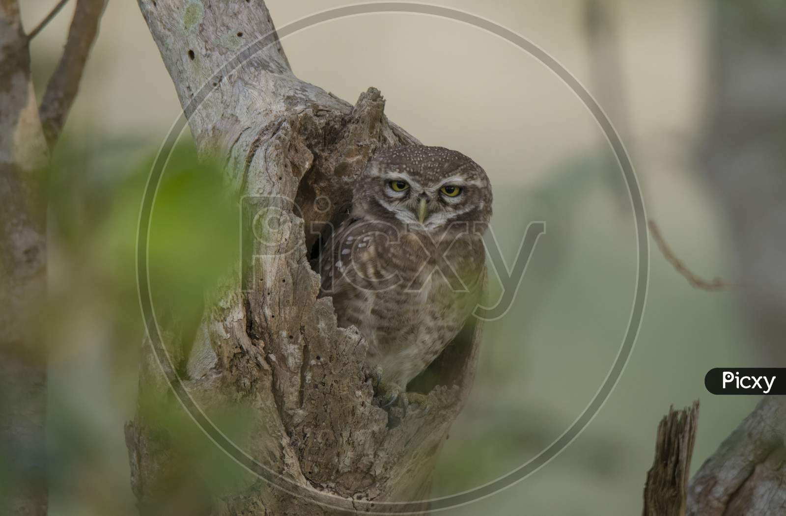 Wild Owl In The Nest At Jungle .