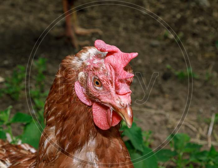 Brown Chicken Farm Animal Portrait