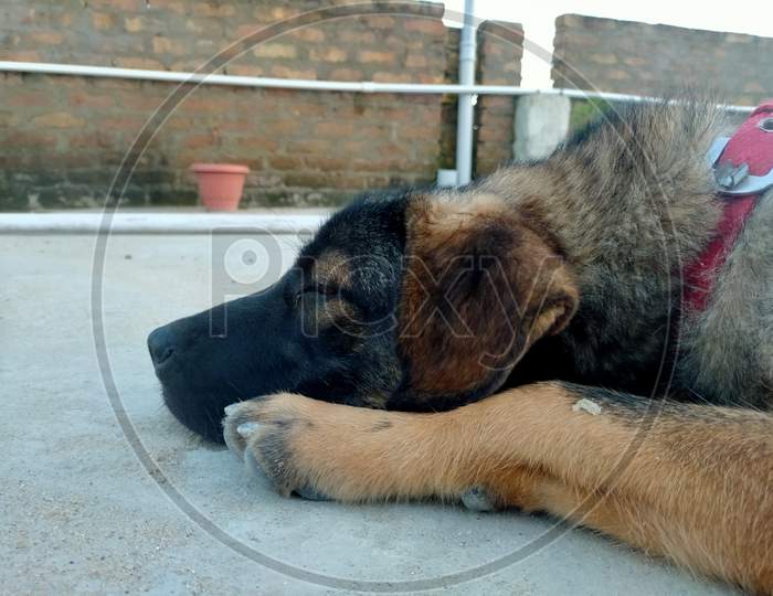 Dog sleeping on the roof of the house