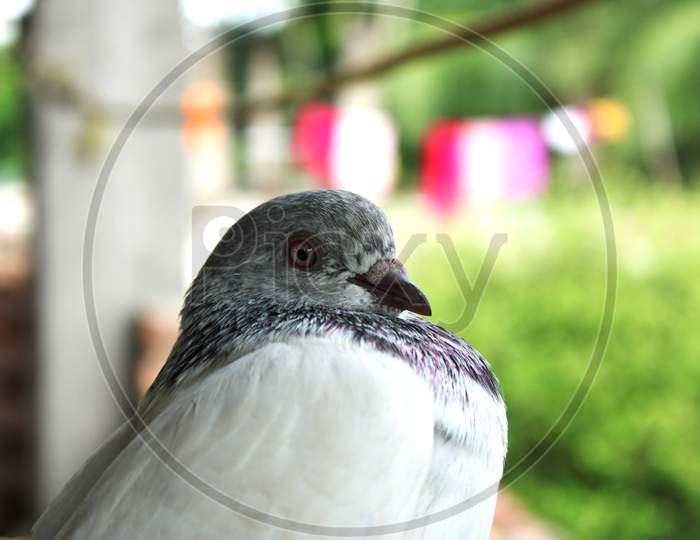 Pigeon bird natural blur background