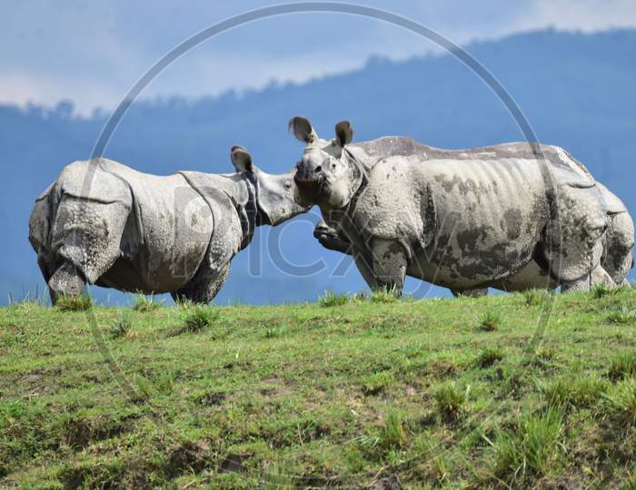 Two one-horned rhinos stand on high grounds to escape the flood in the Kaziranga National Park in Nagaon, Assam on July 16, 2020