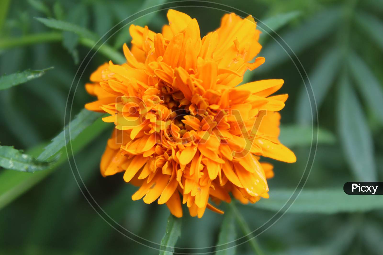 marigold yellow flower