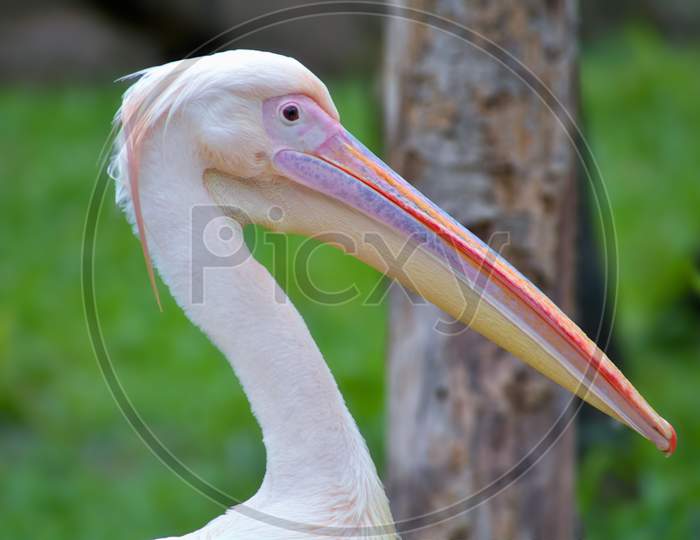 Spot-Billed Pelican Or Great White Pelican