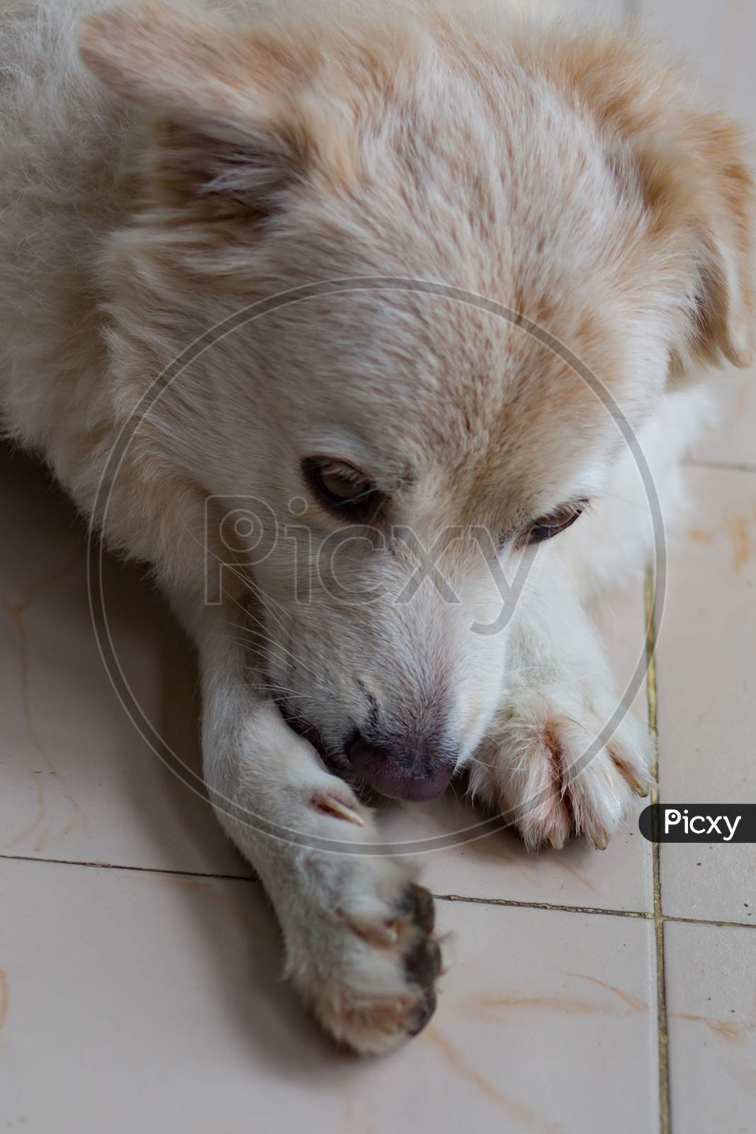 dog licking paw