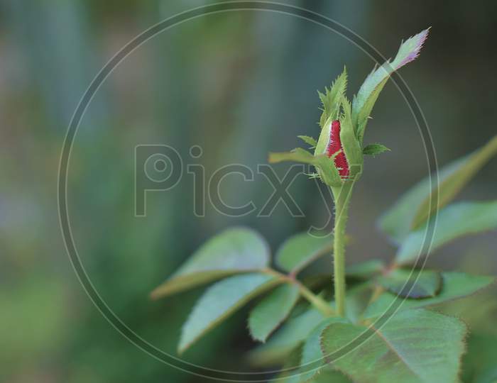 Red rose bud with blurred background.