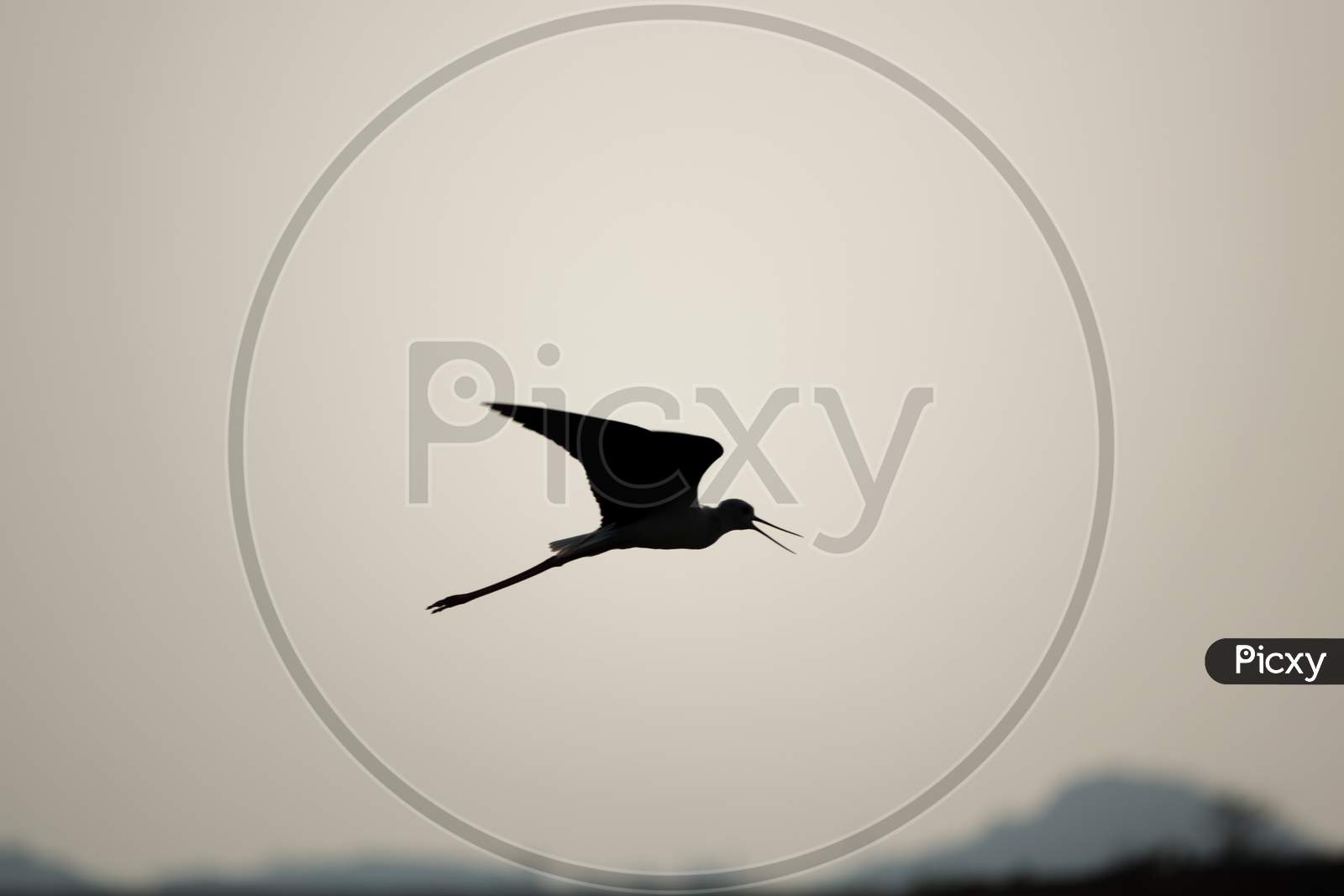 Silhouette Of A Bird (Black Winged Stilt, Himantopus Himantopus) Flying On A Clear Evening