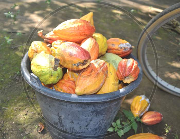 ripe cacao fruit in a bucket full