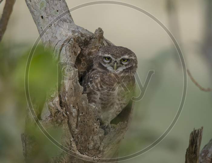 Wild Owl In The Nest At Jungle .