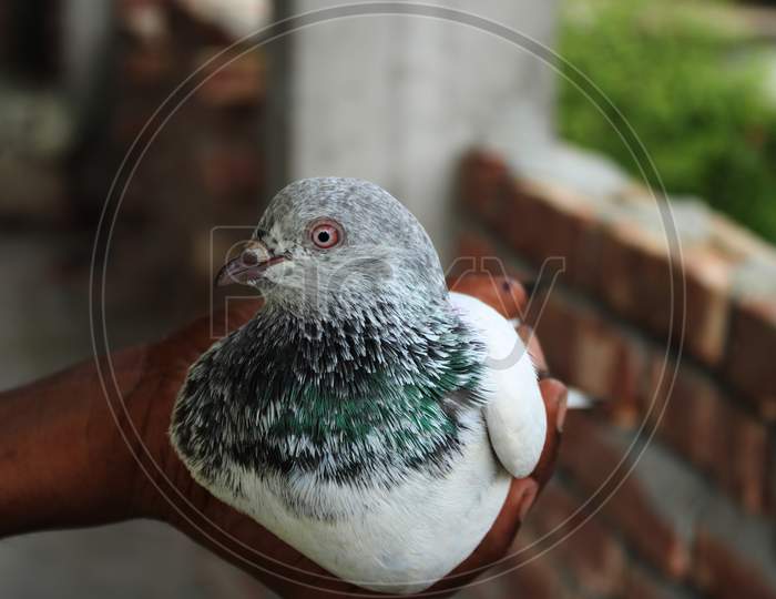 Pigeon closeup photo capture with natural background