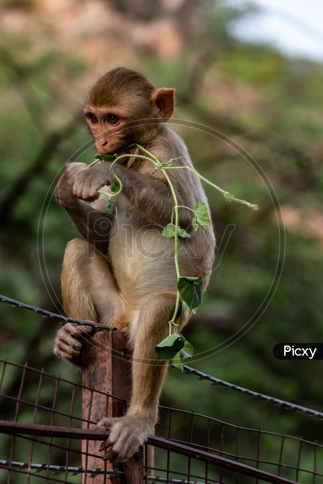 baby monkey eating