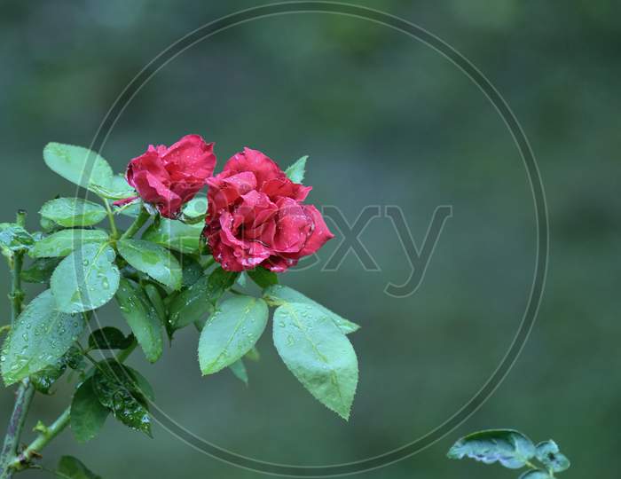 Wet Red Rose