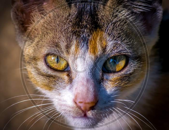 Closeup Shot Of The Face Of A Cat With Selective Focus On The Eyes