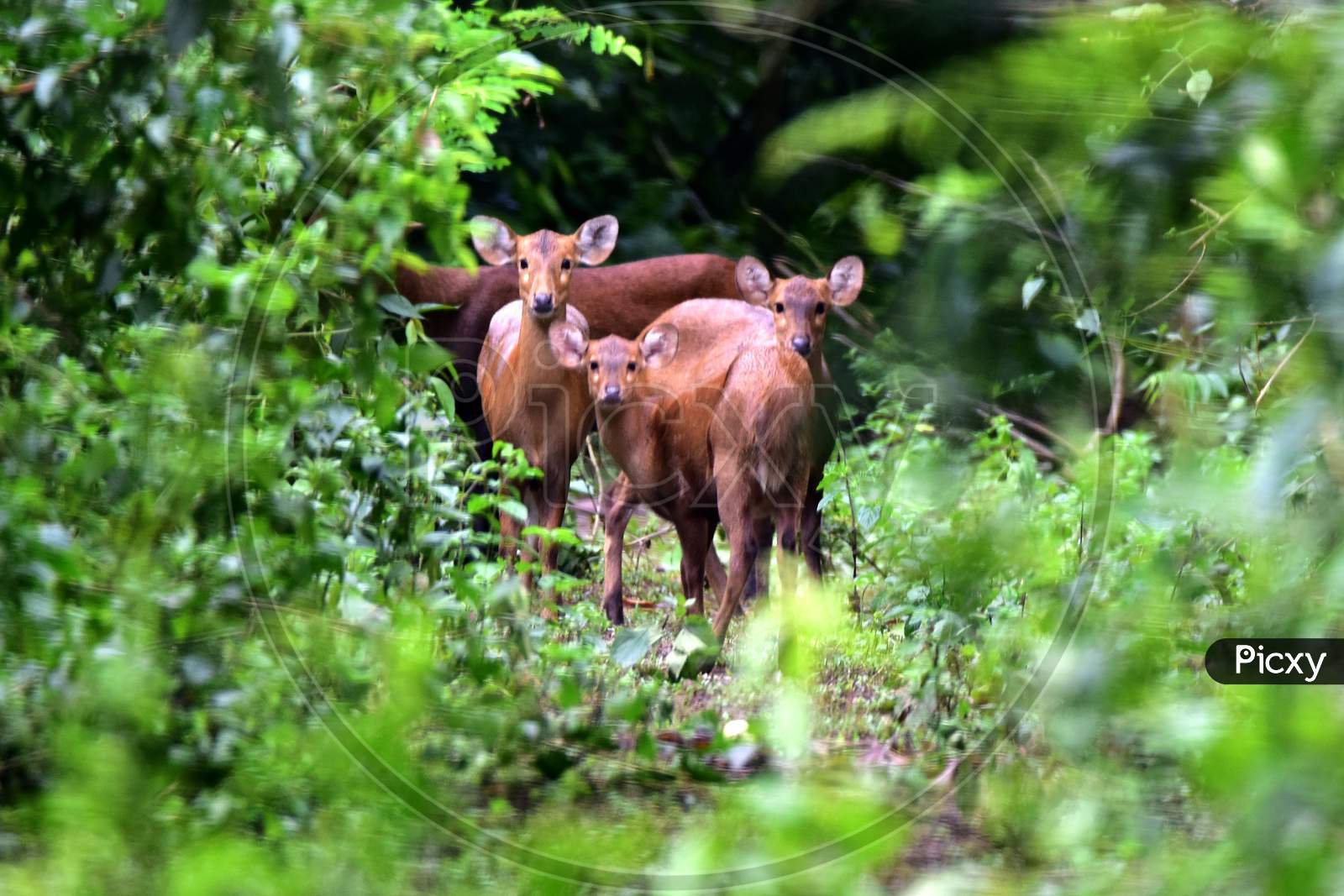 A herd of deers takes shelter on high ground in flood-affected areas of the Kaziranga National Park in Nagaon, Assam on July 16, 2020