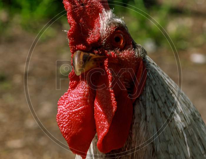 Rooster Farm Bird Head Portrait