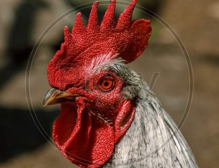 Rooster Farm Bird Head Portrait