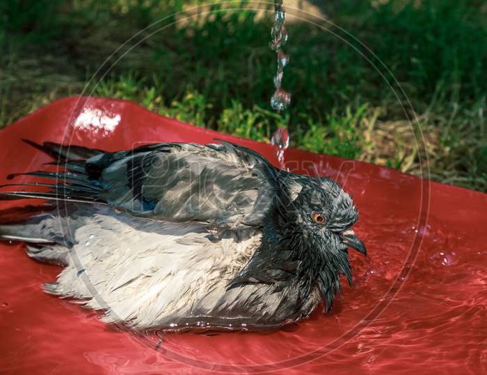 Wild Animal Pigeon Bird Washing Time