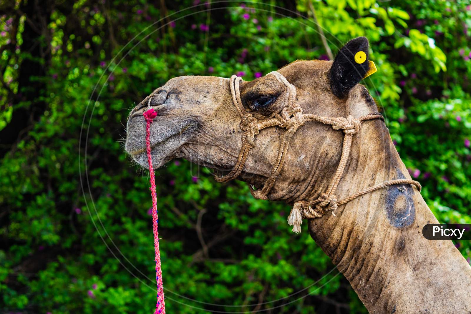 camel side portrait