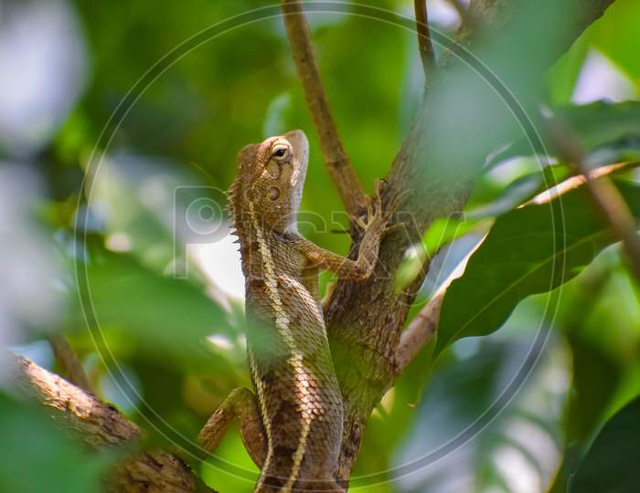 Chameleon on a tree, garden lizard, insect hunter chameleon, sunlight heat adsorption.
