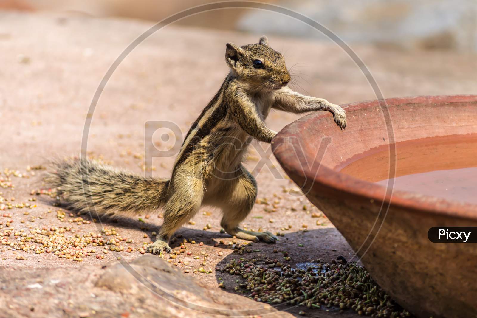 squirrel with hand on jar