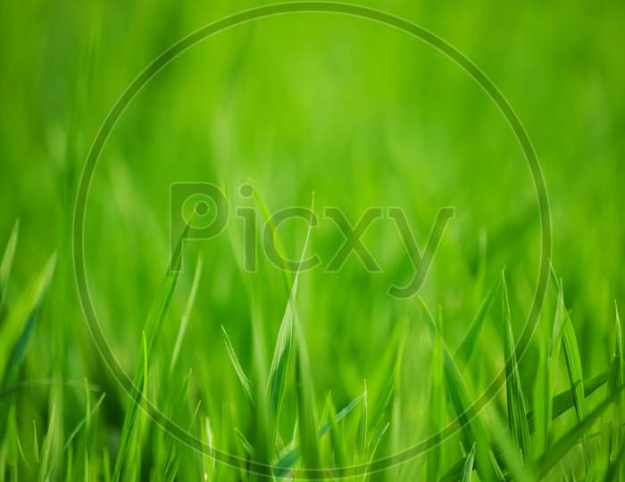 close up shot of rice paddy field.