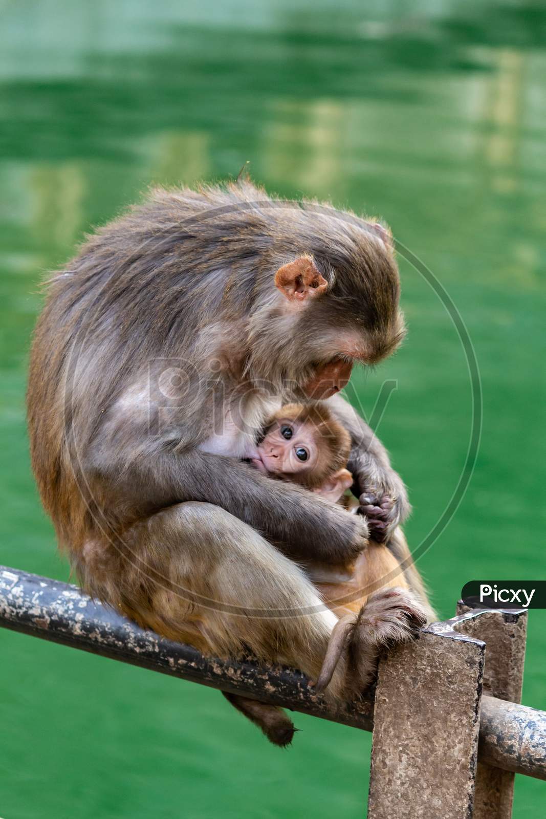 monkey breastfeeding baby monkey