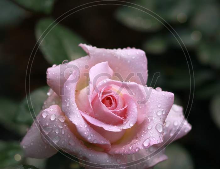 Pink coloured wet rose