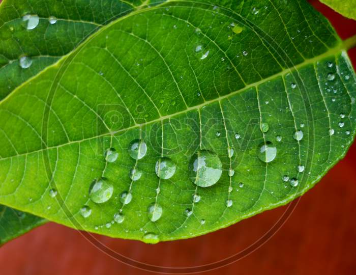 Water Droplets On Green Leaves As Background