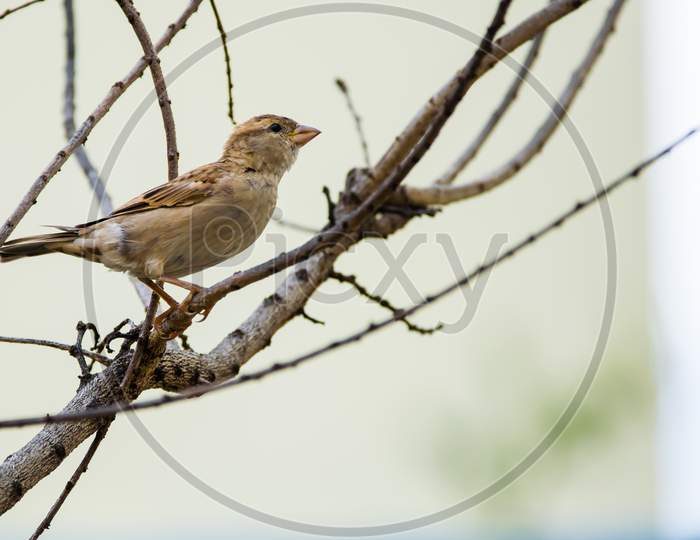 Portrait Of Female House Sparrow (Passer Domesticus) Perched On A Twig.
