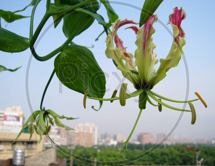 Lovely Gloriosa，Flame Lily，Climbing Lily，Creeping Lily，Glory Lily，Gloriosa Lily，Tiger Claw