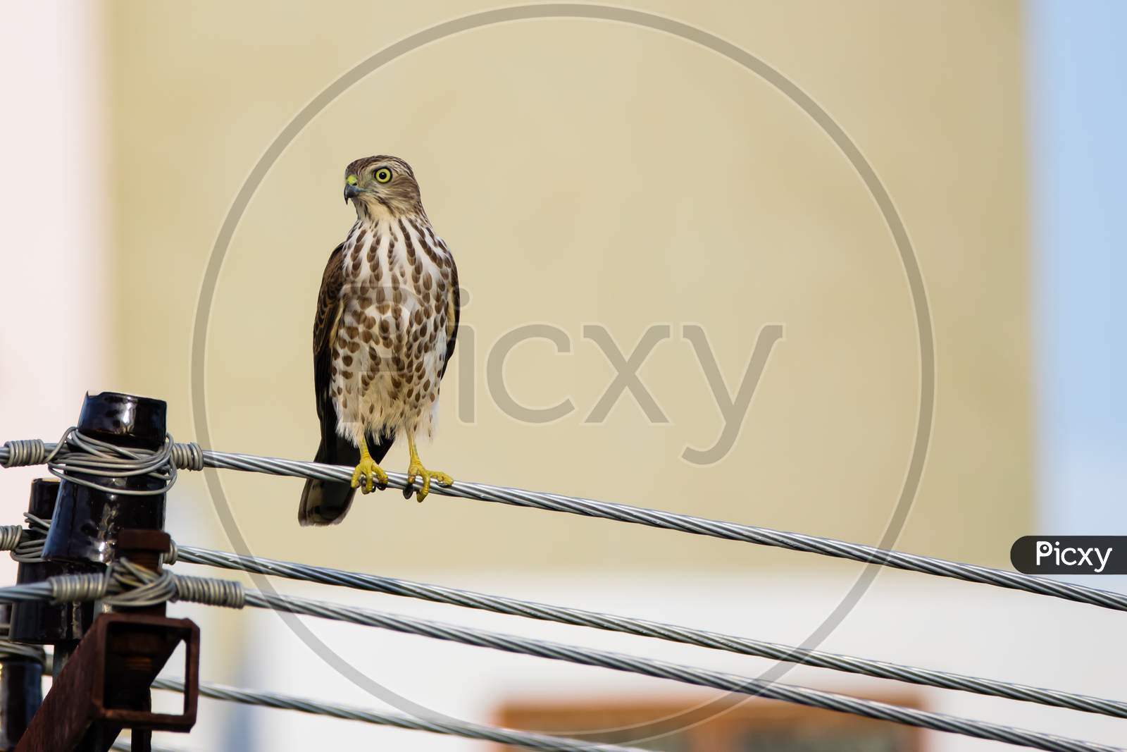 Portrait Of Shikra (Accipiter Badius) Perched On A Power Line