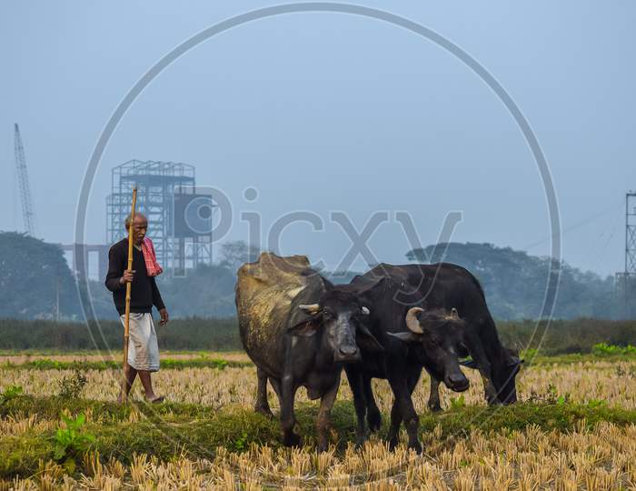 A Farmer Grazing His Buffalo In The Field.