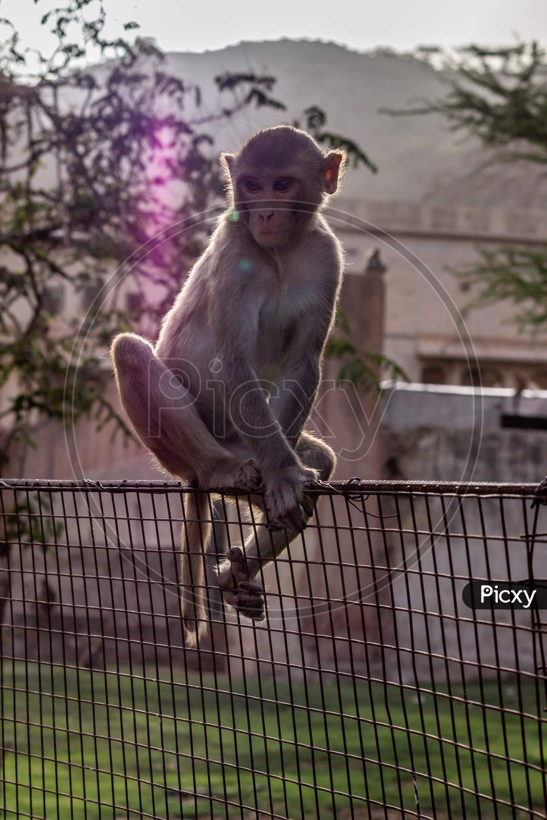 monkey on fence
