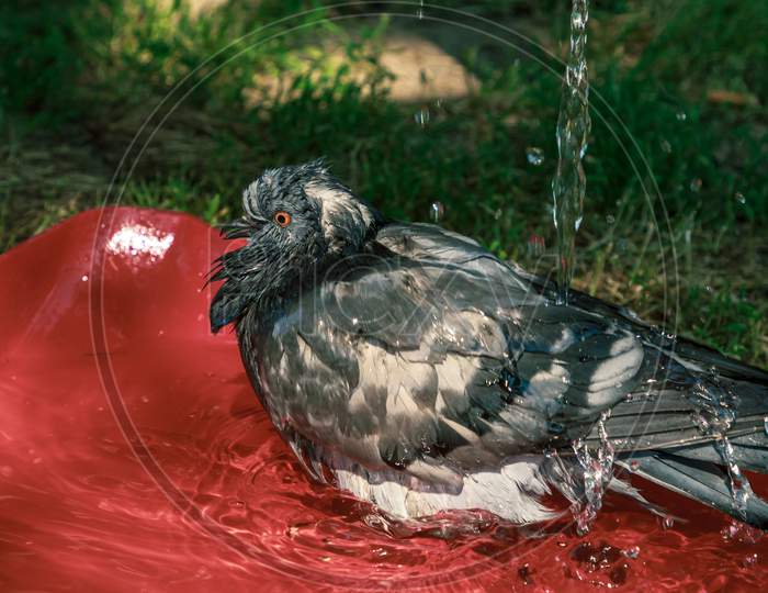 Wild Animal Pigeon Bird Washing Time