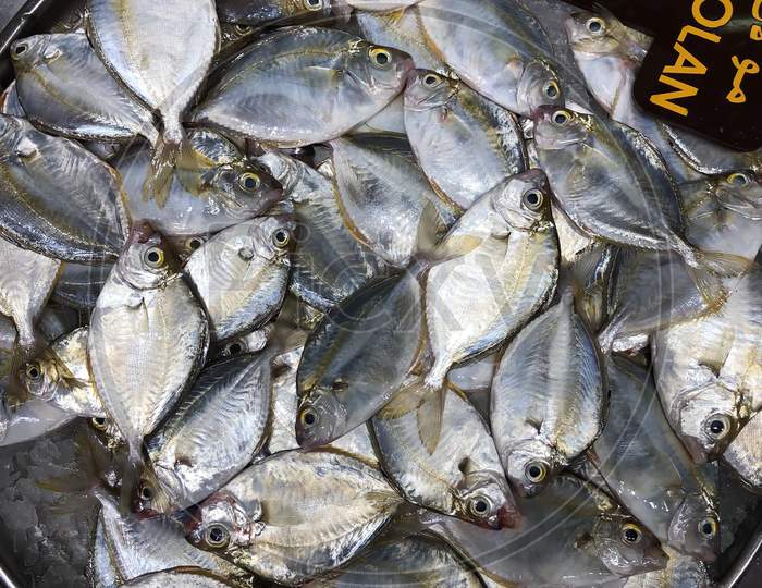 A Bunch Of Small White Pomfret In Abu Dhabi Fish Market