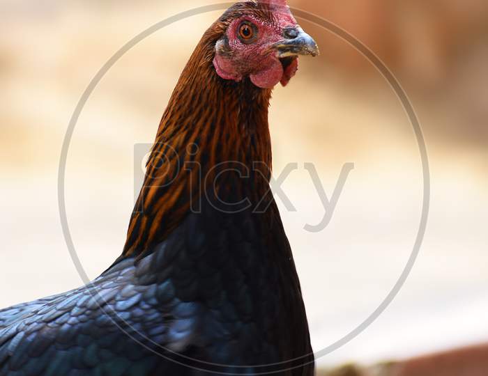 A hen looking at a camera.