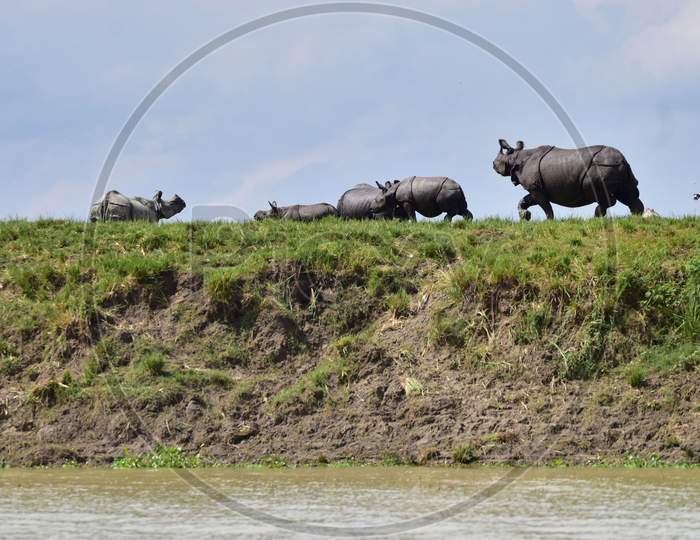 A crash of one-horned rhinos stand on high grounds to escape the flood in the Kaziranga National Park in Nagaon, Assam on July 16, 2020