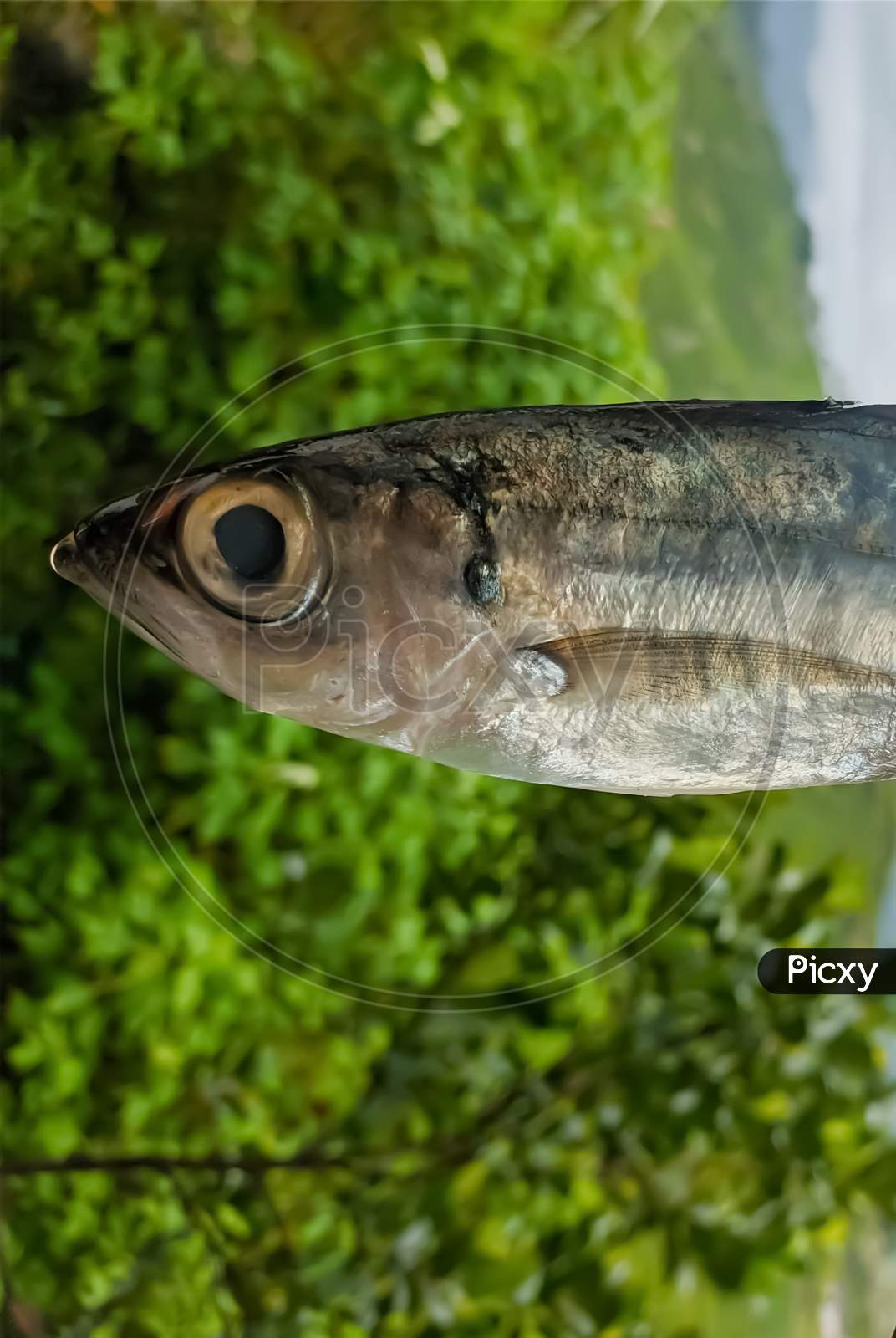Closeup image of fresh fish